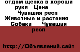 отдам щенка в хороши руки › Цена ­ 10 - Чувашия респ. Животные и растения » Собаки   . Чувашия респ.